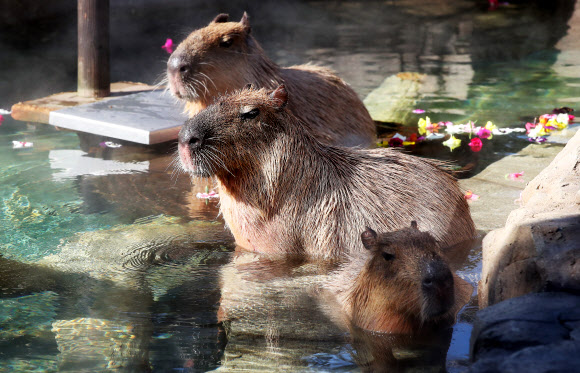 온천욕 즐기는 카피바라