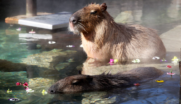 온천욕 즐기는 카피바라