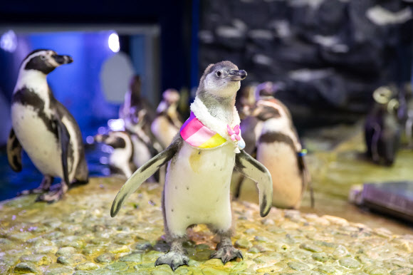 ‘한복 차려입은 아기 펭귄’