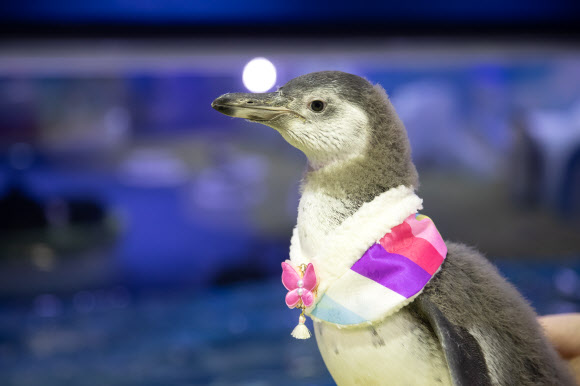 ‘한복 차려입은 아기 펭귄’