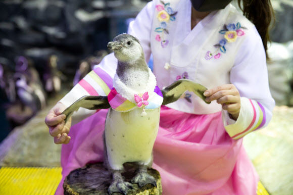 설맞이 아기 펭귄의 새해 인사