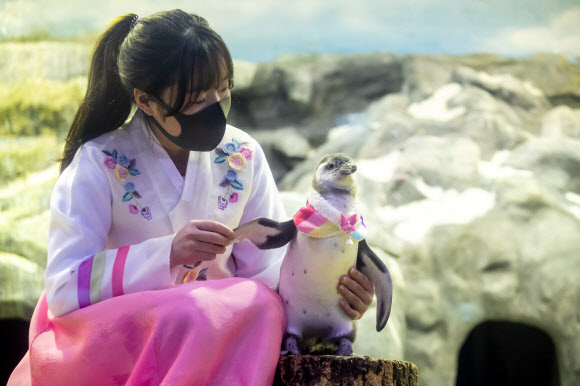 설맞이 아기 펭귄의 새해 인사