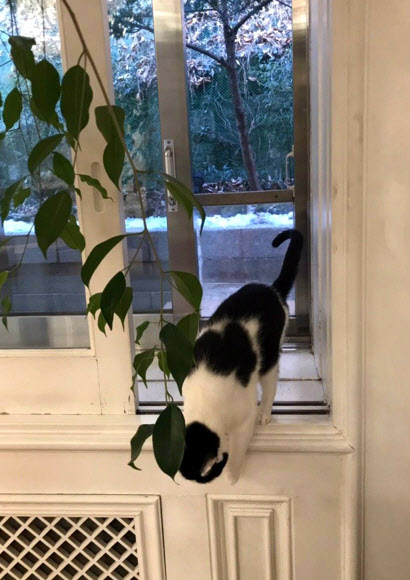 청와대, 문 대통령 반려묘 ‘찡찡’이 모습 공개