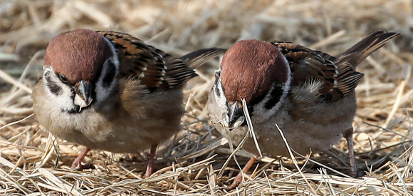 참새들의 초봄 일광욕