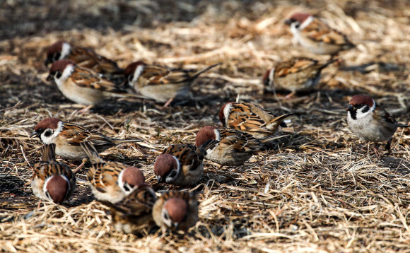 참새들의 봄맞이