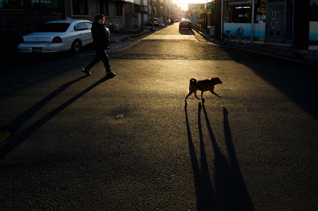 2012년 대전. 개가 사람 앞에서 우쭐댄다.
