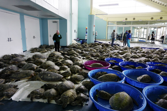 맹추위 속 기절했다 구조된 미 바다거북 수천 마리