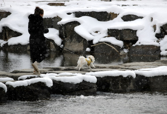 견공과 봄맞이 산책