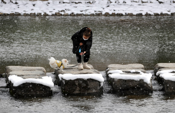 견공과 봄맞이 산책
