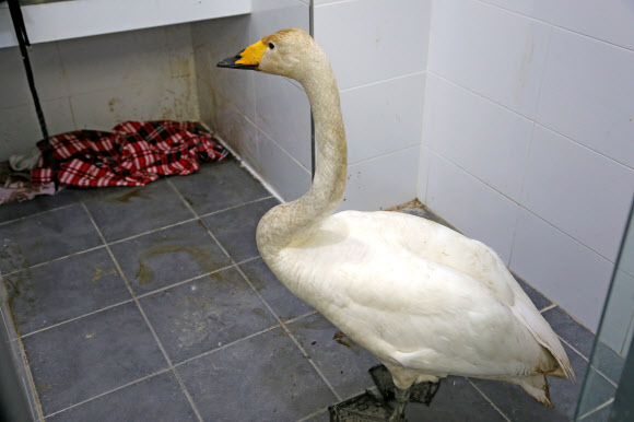 동물병원에서 치료 중인 큰고니