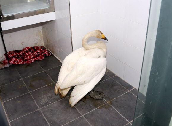 탈진한 채 발견된 큰고니