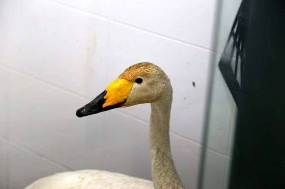 천연기념물 큰고니