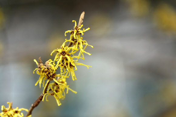 봄의 전령 풍년화의 영롱한 자태