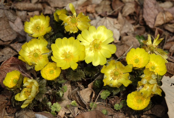 활짝핀 영롱한 복수초