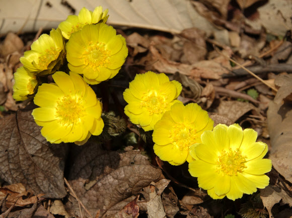 활짝핀 영롱한 복수초