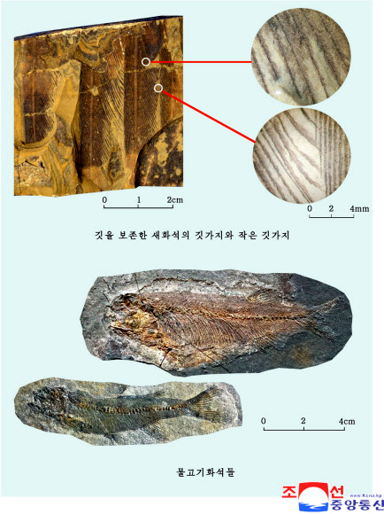‘중생대 깃털까지 한 올 한 올’…북한 신의주의 새 화석