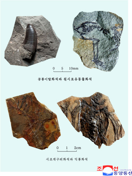북한에서 발견된 공룡 이빨 화석