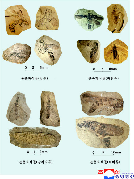 북한 신의주의 곤충 화석