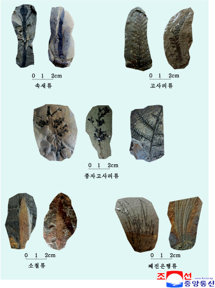 북한에서 발견된 고사리류 화석