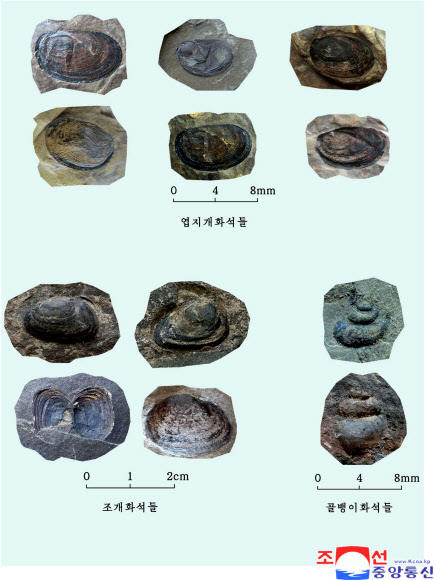 북한 신의주의 조개 화석