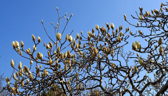 ‘목련이 피었네, 바야흐로 봄’