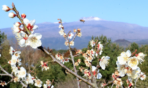 ‘활짝 핀 매화, 바야흐로 봄’