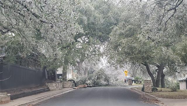 한파로 인해 나무 전체가 얼음으로 뒤덮여 부러진 거목이 지난 12일(현지시간) 미국 텍사스 오스틴의 한 주택가에 있는 2차선 도로를 막고 있다. 독자 제공