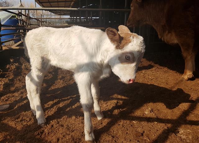 경북 영천시 대창면 대창이 하재수씨 농가에서 ‘흰 송아지’가 탄생했다. 하 씨는 22일 “흰 소띠의 해에 흰 송아지가 태어나 길조다. 올 한해 우리 가정과  마을, 영천시도 대박 나는 한 해가 될 것” 이라며 “귀한 흰 송아지, ‘백우’를 정성스럽게 키우겠다”고 말했다. 2021.2.22 영천시 제공