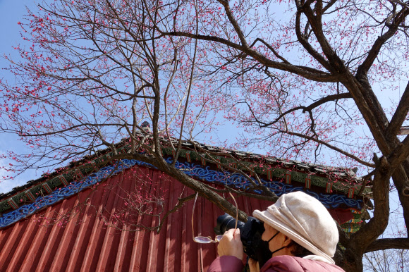 봄의 전령 홍매화를 카메라에 담고