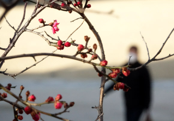 홍매화 피기 시작한 서울
