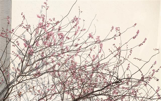 24일 부산 수영구 망미동 배화학교에 벚꽃이 펴 시민들의 눈길을 끌고 있다. 2021.2.24 뉴스1