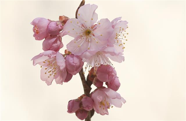 24일 부산 수영구 망미동 배화학교에 벚꽃이 펴 시민들의 눈길을 끌고 있다. 2021.2.24 뉴스1