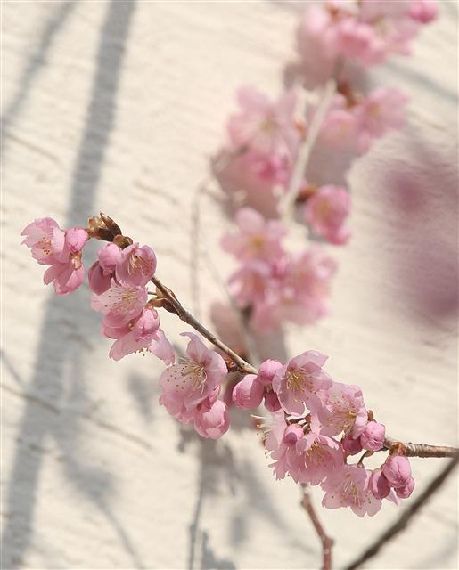 24일 부산 수영구 망미동 배화학교에 벚꽃이 펴 시민들의 눈길을 끌고 있다. 2021.2.24 뉴스1