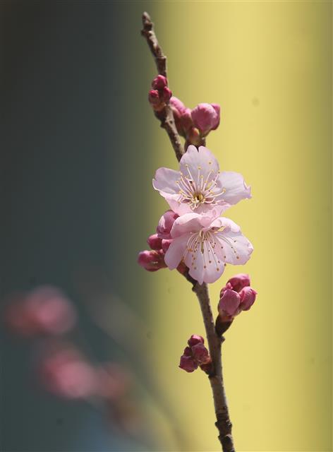 24일 부산 수영구 망미동 배화학교에 벚꽃이 펴 시민들의 눈길을 끌고 있다. 2021.2.24 뉴스1