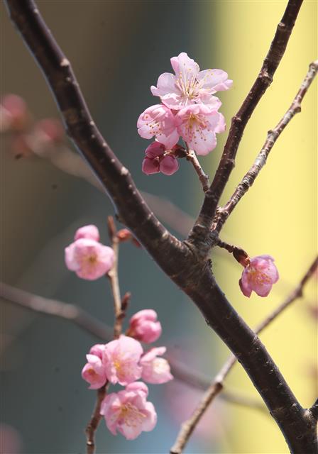 24일 부산 수영구 망미동 배화학교에 벚꽃이 펴 시민들의 눈길을 끌고 있다. 2021.2.24 뉴스1