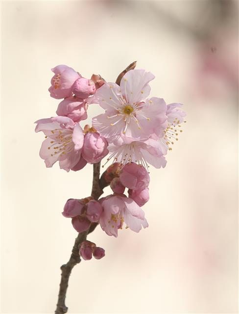 24일 부산 수영구 망미동 배화학교에 벚꽃이 펴 시민들의 눈길을 끌고 있다. 2021.2.24 뉴스1