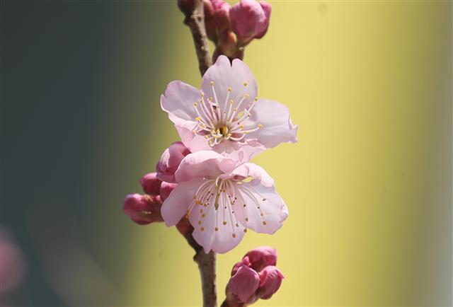 24일 부산 수영구 망미동 배화학교에 벚꽃이 펴 시민들의 눈길을 끌고 있다. 2021.2.24 뉴스1