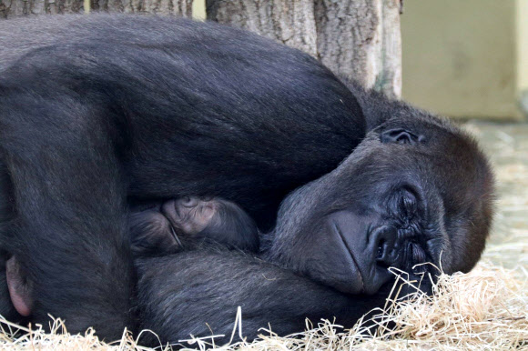 베를린 동물원서 16년만에 아기고릴라 탄생