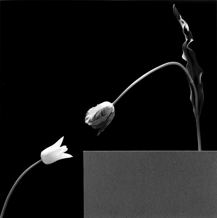 Two Tulips(1984). 국제갤러리 제공