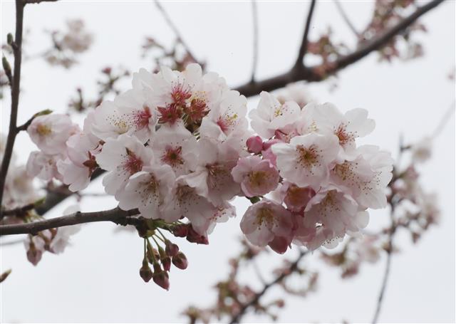 ‘벚꽃 만개, 다가오는 봄’