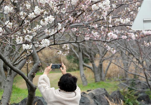 ‘벚꽃이 벌써’
