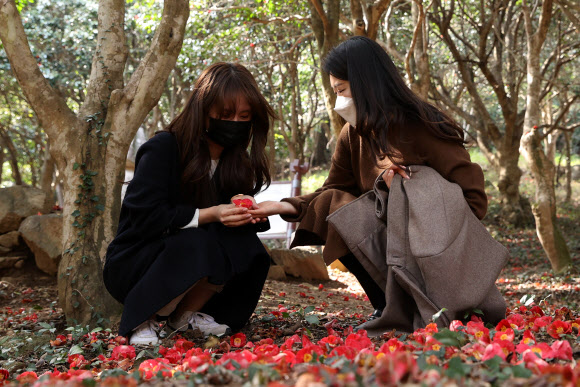 일교차 큰 날씨가 이어진 10일 전남 강진군 도암면 만덕리 천연기념물 제151호 백련사 동백림이 낙화를 시작한 동백꽃과 따뜻한 햇볕이 어우러져 탄성을 자아내게 하고 있다. 2021.3.10  강진군 제공