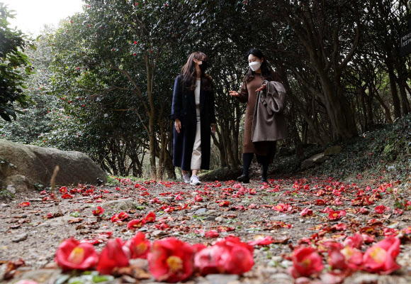 일교차 큰 날씨가 이어진 10일 전남 강진군 도암면 만덕리 천연기념물 제151호 백련사 동백림이 낙화하면서 붉게 물든 동백꽃길을 따라 이 곳을 찾은 관광객이 담소를 나누며 걷고 있다.. 2021.3.10  강진군 제공