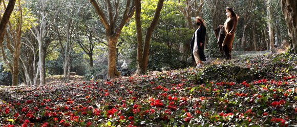 일교차 큰 날씨가 이어진 10일 전남 강진군 도암면 만덕리 천연기념물 제151호 백련사 동백림이 낙화를 시작한 동백꽃과 따뜻한 햇볕이 어우러져 탄성을 자아내게 하고 있다. 2021.3.10  강진군 제공
