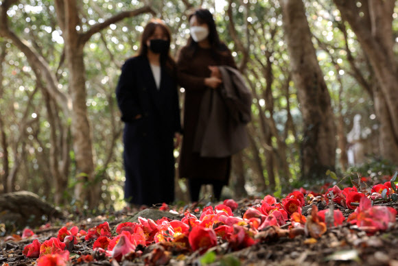 일교차 큰 날씨가 이어진 10일 전남 강진군 도암면 만덕리 천연기념물 제151호 백련사 동백림에 핀 동백꽃이 낙화하면서 숲길을 붉게 물들였다. 2021.3.10  강진군 제공