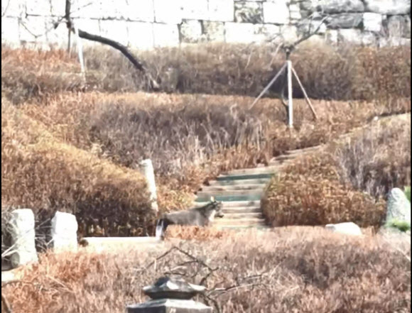 서울 종로구 부암동 인왕산 자락에서 천연기념물 제217호이자 멸종위기 1급인 산양이 발견됐다. 10일 목인박물관에 따르면 전날 오후 산양 1마리가 인왕산 성곽길을 따라 박물관 경내로 들어온 것이 목격됐다. 국립생태원은 강원도 화천·양구 등 민간인출입통제선 일대에서 서식하는 산양이 산을 따라 서울까지 온 것으로 보고 있다. 앞서 2018년 서울 용마산에서 목격된 바 있고, 지난해 11월에는 인왕산 인근에서 다른 1마리가 목격됐다. 국립생태원 등은 지난해 말부터 인왕산을 중심으로 폐쇄회로TV(CCTV)를 설치해 모니터링해왔다.  목인박물관 제공