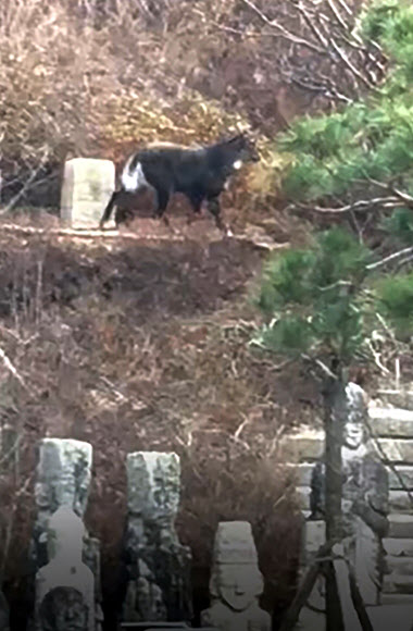 서울 종로구 부암동 인왕산 자락에서 천연기념물 제217호이자 멸종위기 1급인 산양이 발견됐다. 10일 목인박물관에 따르면 전날 오후 산양 1마리가 인왕산 성곽길을 따라 박물관 경내로 들어온 것이 목격됐다. 국립생태원은 강원도 화천·양구 등 민간인출입통제선 일대에서 서식하는 산양이 산을 따라 서울까지 온 것으로 보고 있다. 앞서 2018년 서울 용마산에서 목격된 바 있고, 지난해 11월에는 인왕산 인근에서 다른 1마리가 목격됐다. 국립생태원 등은 지난해 말부터 인왕산을 중심으로 폐쇄회로TV(CCTV)를 설치해 모니터링해왔다.  2021.3.10  목인박물관 제공