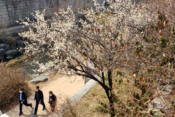 포근한 봄날씨를 보인 10일 오후 매화가 만개한 서울 종로구 광장시장 인근 청계천에서 시민들이 산책하고 있다. 2021.3.10  연합뉴스