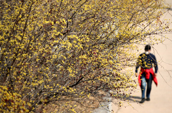 전국 대부분 지역의 낮 기온이 15도 이상으로 오르며 포근한 봄 날씨를 보인 10일 오후 한 시민이 서울 청계천을 산책하고 있다. 2021.3.10  연합뉴스