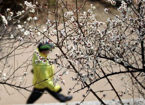 전국 대부분 지역의 낮 기온이 15도 이상으로 오르며 포근한 봄 날씨를 보인 10일 오후 한 시민이 서울 청계천을 산책하고 있다. 2021.3.10  연합뉴스
